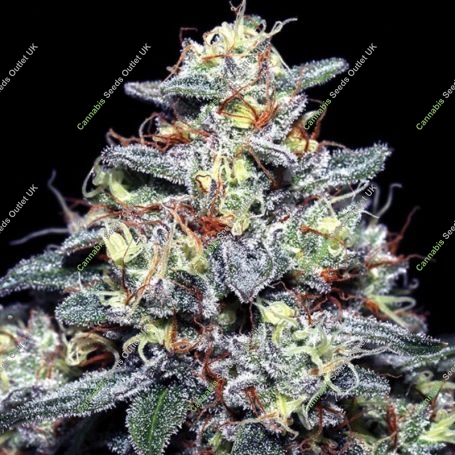 Hyper Glue Feminized Marijuana Strain by Anesia Seeds For Sale Online at Cannabis Seeds Outlet
