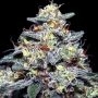 Hyper Glue Feminized Marijuana Strain by Anesia Seeds For Sale Online at Cannabis Seeds Outlet