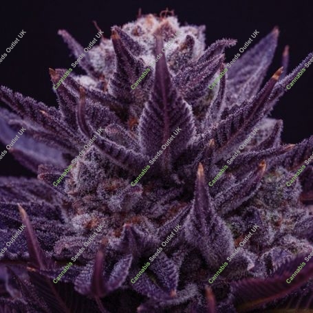 IMPERIUM X Feminized Marijuana Strain by Anesia Seeds For Sale Online at Cannabis Seeds Outlet