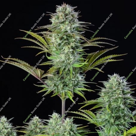 Kosher Cake Feminized Marijuana Strain by Fast Buds For Sale Online at Cannabis Seeds Outlet