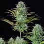 Kosher Cake Feminized Marijuana Strain by Fast Buds For Sale Online at Cannabis Seeds Outlet