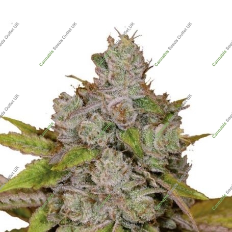 Monkey Glue Auto Feminized Marijuana Strain by Growers Choice For Sale Online at Cannabis Seeds Outlet