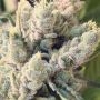 Monkey Glue Auto Feminized by Growers Choice THC Content Potency Strength CBD Height Yield Flowering Time Indica Sativa Genetics