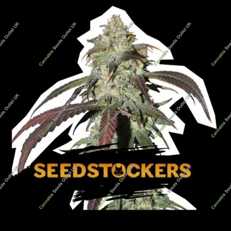 Northern Lights CBD Marijuana Strain by Seed Stockers For Sale Online at Cannabis Seeds Outlet