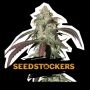 Northern Lights CBD Marijuana Strain by Seed Stockers For Sale Online at Cannabis Seeds Outlet