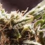Northern Lights CBD by Seed Stockers THC Content Potency Strength CBD Height Yield Flowering Time Indica Sativa Genetics