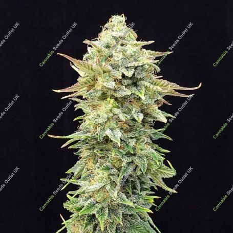 Pineapple Dream Edition Feminized Marijuana Strain by Kannabia For Sale Online at Cannabis Seeds Outlet
