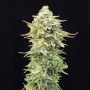 Pineapple Dream Edition Feminized Marijuana Strain by Kannabia For Sale Online at Cannabis Seeds Outlet