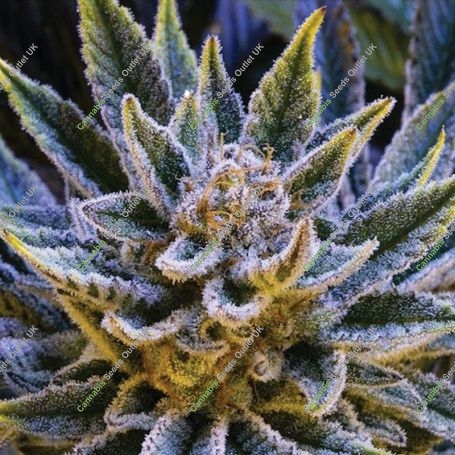 PIneapple Runtz Automatic Marijuana Strain by Anesia Seeds For Sale Online at Cannabis Seeds Outlet