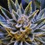 PIneapple Runtz Automatic Marijuana Strain by Anesia Seeds For Sale Online at Cannabis Seeds Outlet