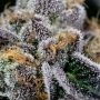 PIneapple Runtz Automatic by Anesia Seeds THC Content Potency Strength CBD Height Yield Flowering Time Indica Sativa Genetics