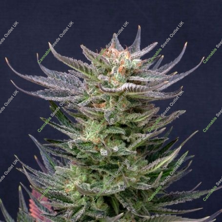 Purple Dream Auto Edition Feminized Marijuana Strain by Kannabia For Sale Online at Cannabis Seeds Outlet