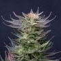 Purple Dream Auto Edition Feminized Marijuana Strain by Kannabia For Sale Online at Cannabis Seeds Outlet