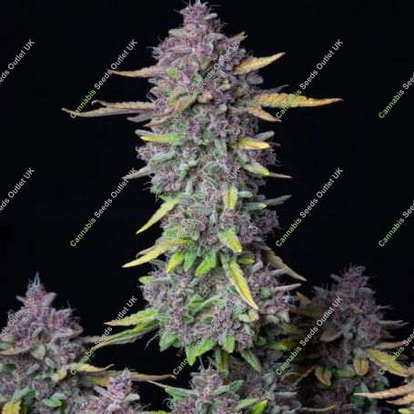 Purple Punch Auto Feminized Marijuana Strain by Fast Buds For Sale Online at Cannabis Seeds Outlet