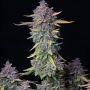 Purple Punch Auto Feminized Marijuana Strain by Fast Buds For Sale Online at Cannabis Seeds Outlet
