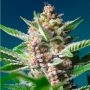Purple Punch OG Feminized Marijuana Strain by Sweet Seeds For Sale Online at Cannabis Seeds Outlet