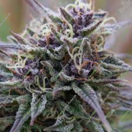 Purple Sunset Auto Feminized Marijuana Strain by Growers Choice For Sale Online at Cannabis Seeds Outlet