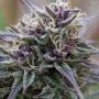 Purple Sunset Auto Feminized Marijuana Strain by Growers Choice For Sale Online at Cannabis Seeds Outlet