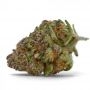 Purple Sunset Feminized Marijuana Strain by Growers Choice For Sale Online at Cannabis Seeds Outlet