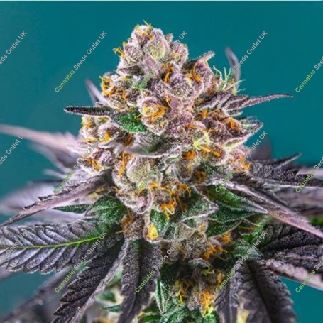 Red Strawberry Banana Auto Feminized Marijuana Strain by Sweet Seeds For Sale Online at Cannabis Seeds Outlet