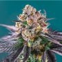 Red Strawberry Banana Auto Feminized Marijuana Strain by Sweet Seeds For Sale Online at Cannabis Seeds Outlet
