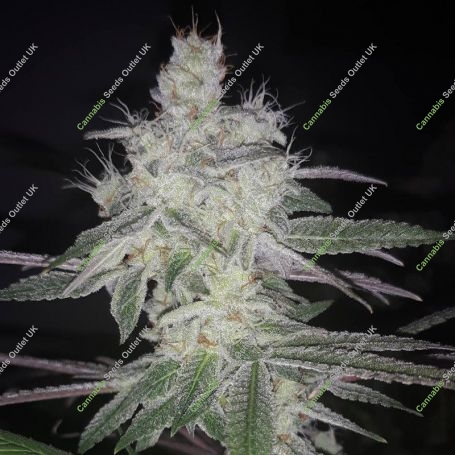 Runtz Feminized Marijuana Strain by Dr Krippling For Sale Online at Cannabis Seeds Outlet