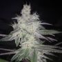 Runtz Feminized Marijuana Strain by Dr Krippling For Sale Online at Cannabis Seeds Outlet