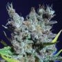 Runtz Gummy Feminized Marijuana Strain by Black Farm Genetix For Sale Online at Cannabis Seeds Outlet