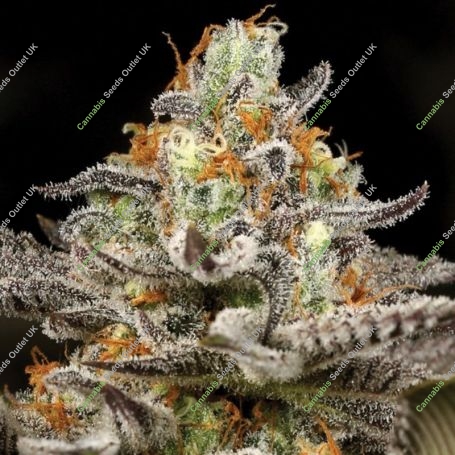 Sleepy Joe Feminized Marijuana Strain by Anesia Seeds For Sale Online at Cannabis Seeds Outlet