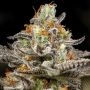 Sleepy Joe Feminized Marijuana Strain by Anesia Seeds For Sale Online at Cannabis Seeds Outlet