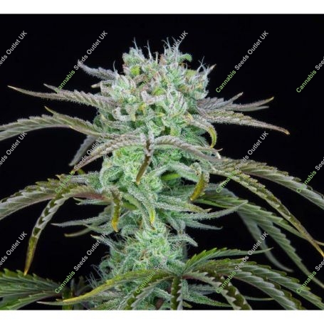 Strawberry Banana Auto Marijuana Strain by Fast Buds For Sale Online at Cannabis Seeds Outlet