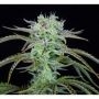Strawberry Banana Auto Marijuana Strain by Fast Buds For Sale Online at Cannabis Seeds Outlet