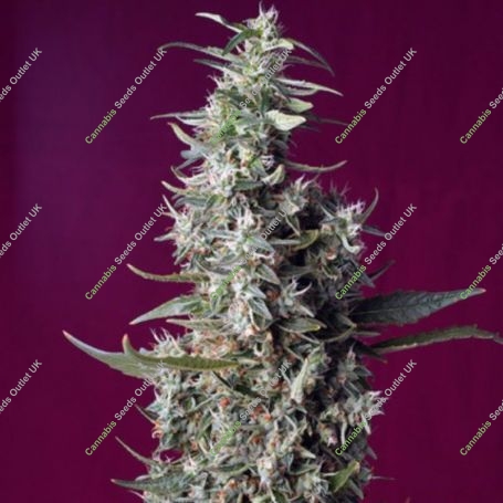 Sweet Cherry Pie Feminized Marijuana Strain by Sweet Seeds For Sale Online at Cannabis Seeds Outlet