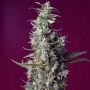 Sweet Cherry Pie Feminized Marijuana Strain by Sweet Seeds For Sale Online at Cannabis Seeds Outlet