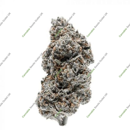 Tangerine Sherbet Feminized Marijuana Strain by Growers Choice For Sale Online at Cannabis Seeds Outlet