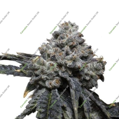 Tangie Punch Feminized Marijuana Strain by Growers Choice For Sale Online at Cannabis Seeds Outlet
