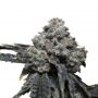 Tangie Punch Feminized Marijuana Strain by Growers Choice For Sale Online at Cannabis Seeds Outlet