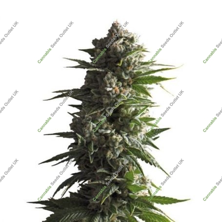 Tropicana Wedding Cake Auto Marijuana Strain by Growers Choice For Sale Online at Cannabis Seeds Outlet