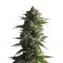 Tropicana Wedding Cake Auto Marijuana Strain by Growers Choice For Sale Online at Cannabis Seeds Outlet