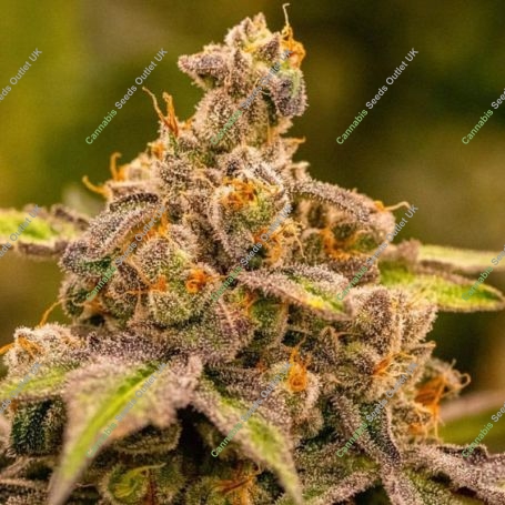 UMME Feminized Marijuana Strain by Anesia Seeds For Sale Online at Cannabis Seeds Outlet