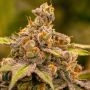 UMME Feminized Marijuana Strain by Anesia Seeds For Sale Online at Cannabis Seeds Outlet