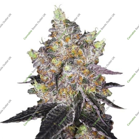 Watermelon Punch Auto Feminized Marijuana Strain by Growers Choice For Sale Online at Cannabis Seeds Outlet