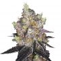 Watermelon Punch Auto Feminized Marijuana Strain by Growers Choice For Sale Online at Cannabis Seeds Outlet