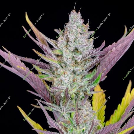 Wedding Glue Auto Feminized Marijuana Strain by Fast Buds For Sale Online at Cannabis Seeds Outlet