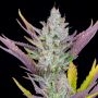 Wedding Glue Auto Feminized Marijuana Strain by Fast Buds For Sale Online at Cannabis Seeds Outlet