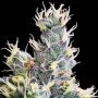 Anesia Seeds Cannabis Strain Yuhbary Auto Feminized Marijuana Seeds Original Collector Souvenir Authentic Packaging Packs