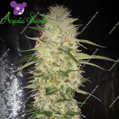 Yuhbary Auto Feminized Marijuana Strain by Anesia Seeds For Sale Online at Cannabis Seeds Outlet