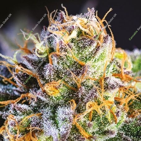 Yuhbary Feminized Marijuana Strain by Anesia Seeds For Sale Online at Cannabis Seeds Outlet