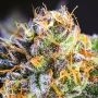 Yuhbary Feminized Marijuana Strain by Anesia Seeds For Sale Online at Cannabis Seeds Outlet