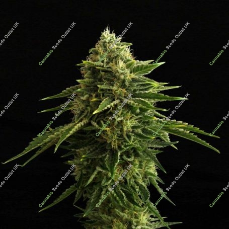 Zkit Candy Dream Edition Feminized Marijuana Strain by Kannabia For Sale Online at Cannabis Seeds Outlet